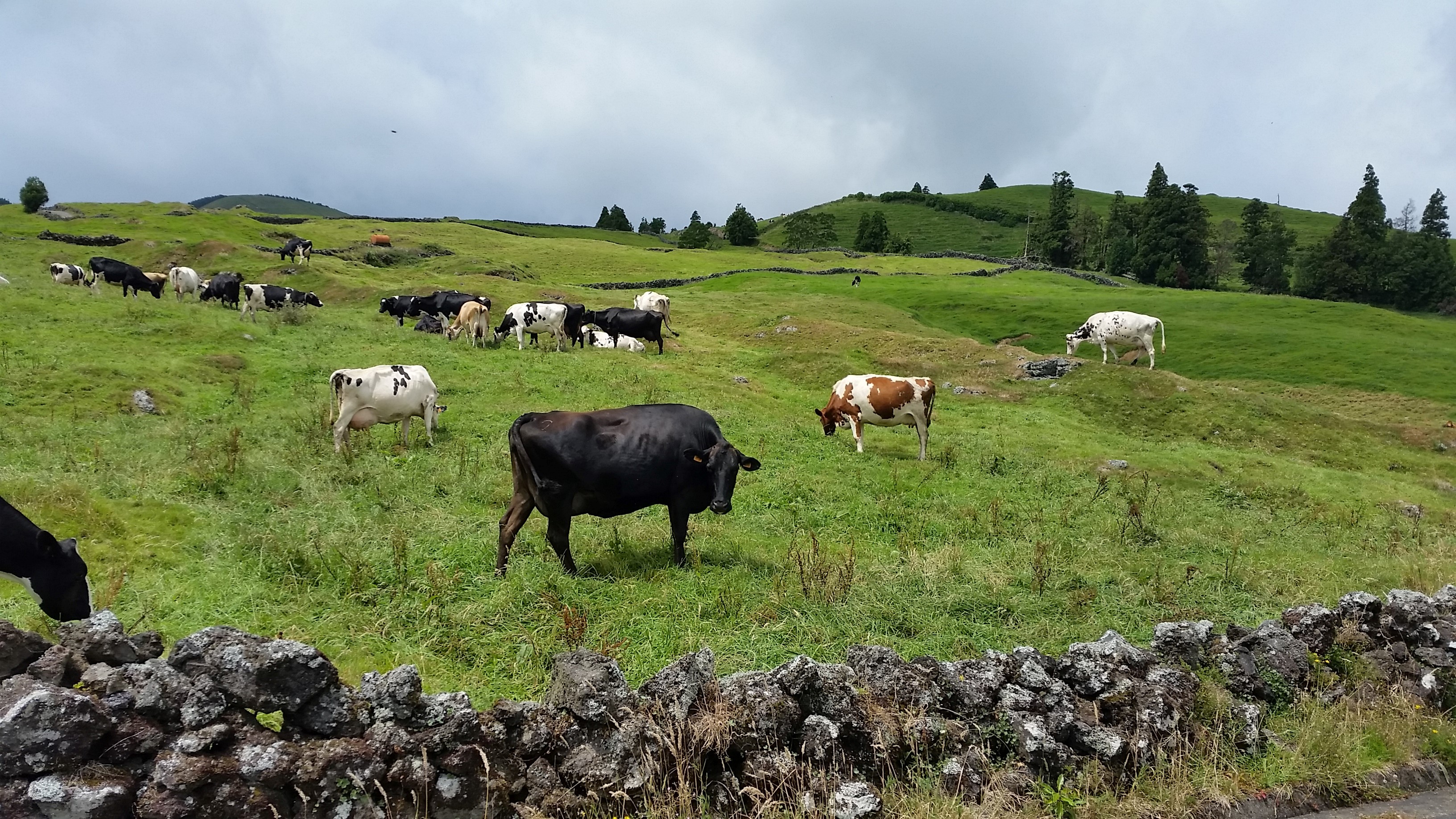 Dairy cow farm
