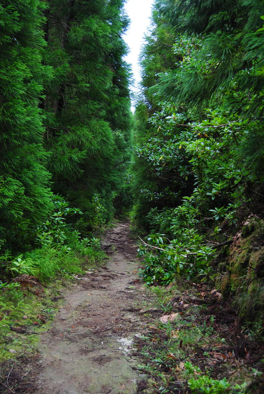 Trilho ao Pico da Vara