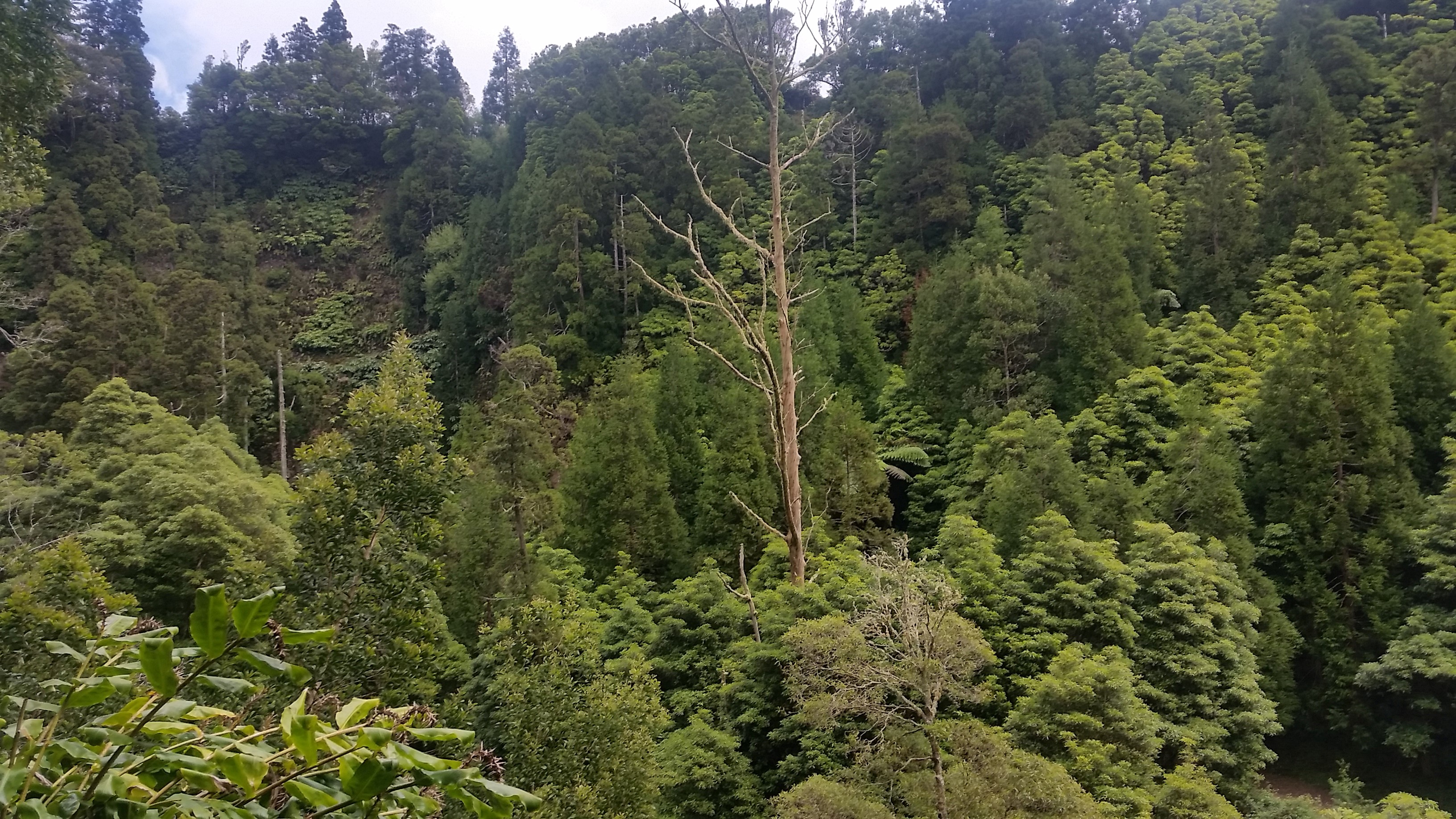 Árvore velho no passeio pedestre