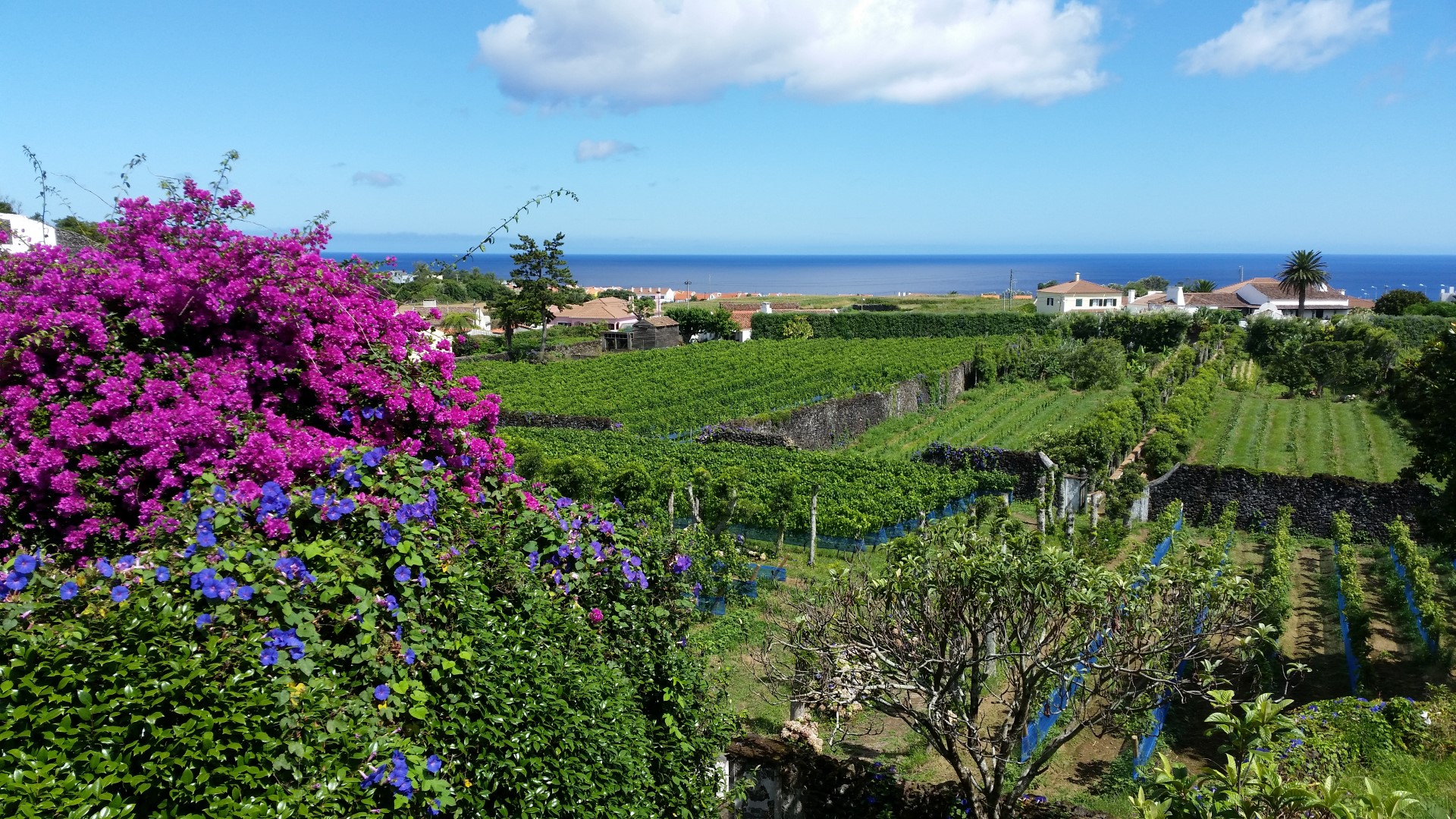 Plantação de Vinho