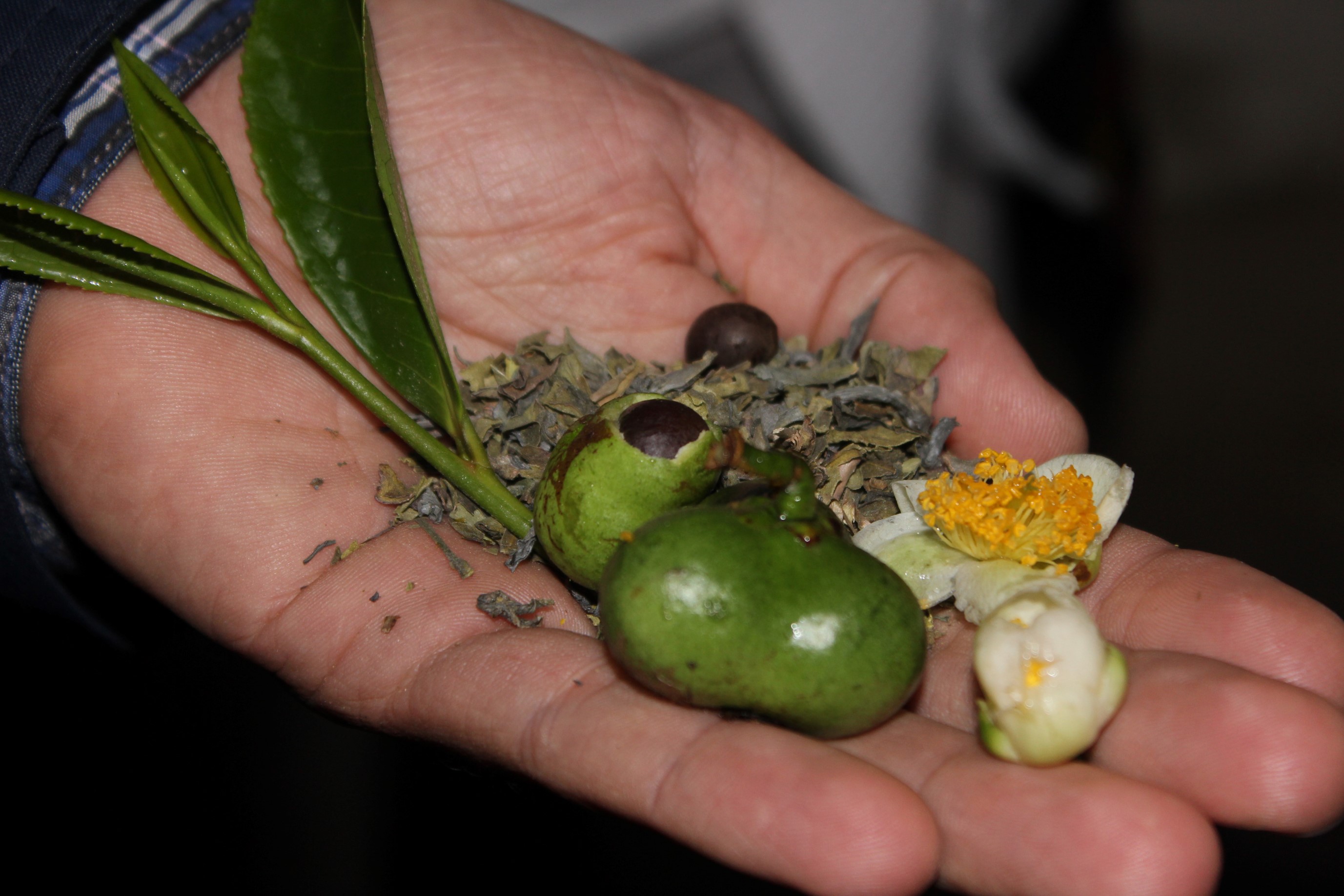 Chá (flor, sementes, folha) Camélia Sinesis