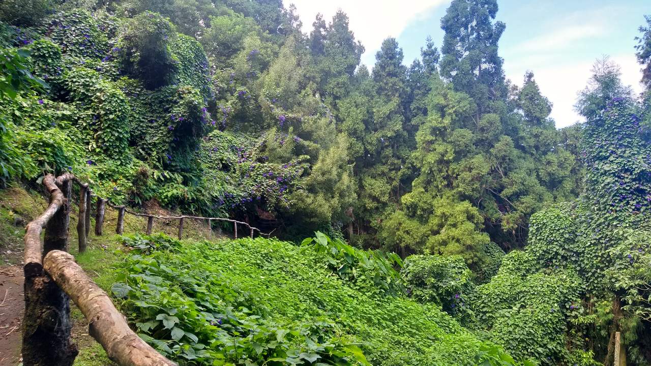 Flores (Campainhas) no trilho