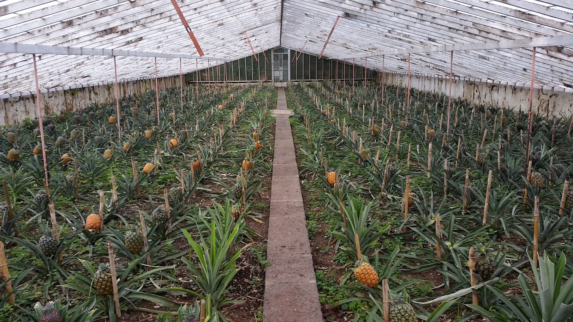 Plantação de Ananás